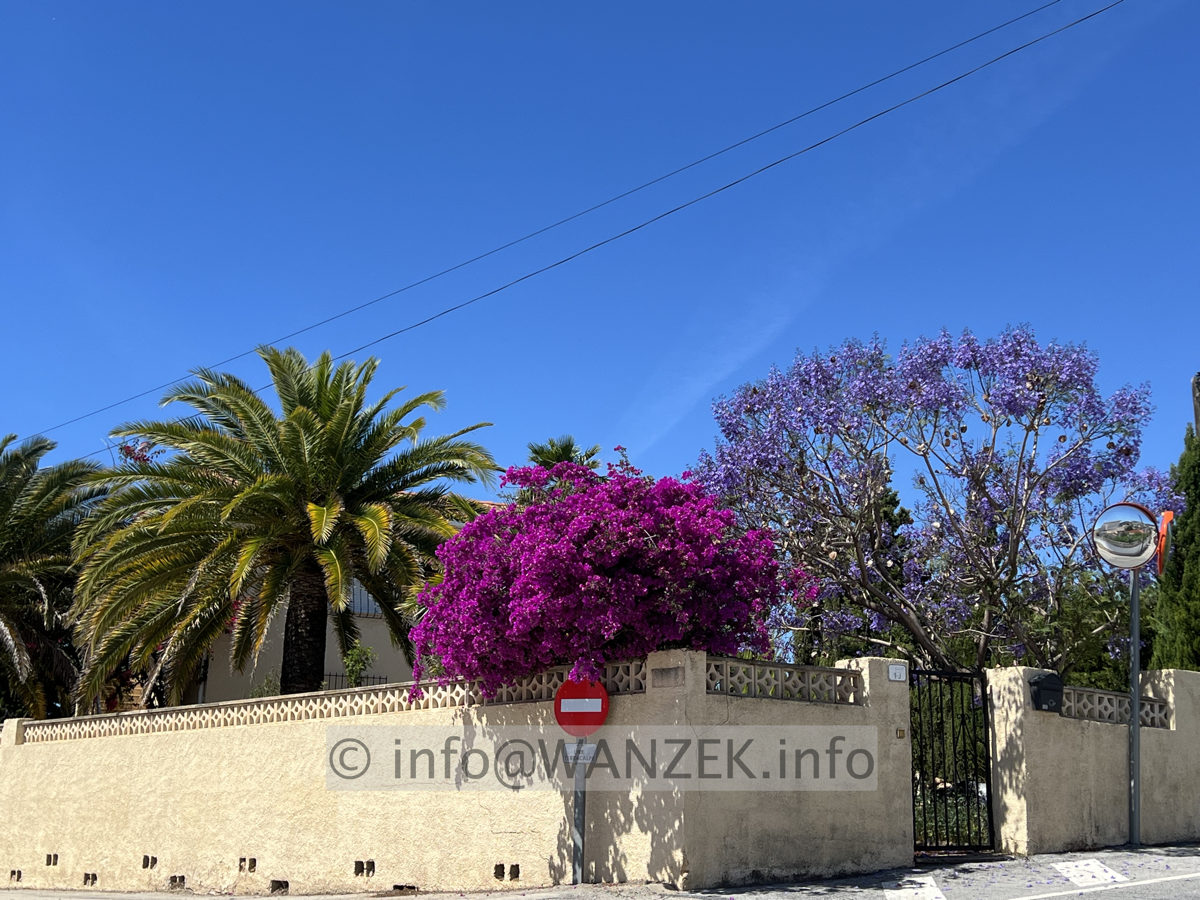 Bougainvillea glabra Sanderiana 2025-05-24.jpg